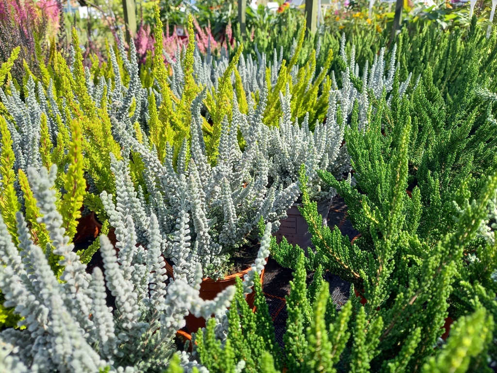 Plant (9).jpg